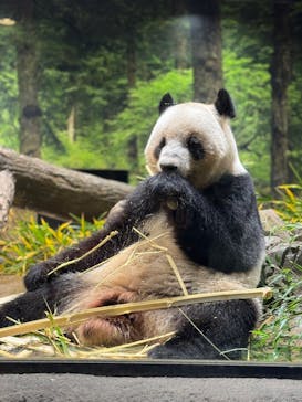 恩賜上野動物園に投稿された画像（2025/12/6）