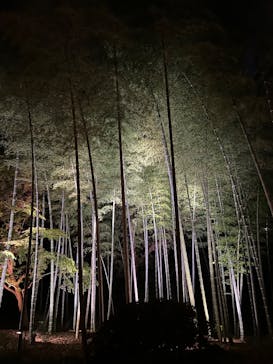 六義園に投稿された画像（2025/12/6）