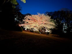 六義園に投稿された画像（2025/12/6）