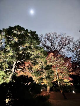 六義園に投稿された画像（2025/12/6）