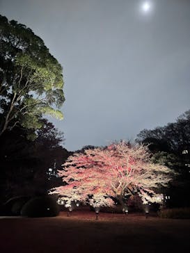 六義園に投稿された画像（2025/12/6）