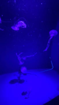 新江ノ島水族館に投稿された画像（2025/12/6）