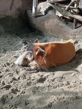 那須どうぶつ王国に投稿された画像（2025/12/6）