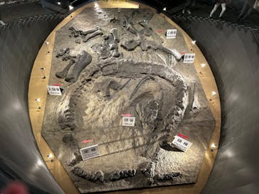 福井県立恐竜博物館に投稿された画像（2025/12/6）