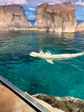 名古屋港水族館に投稿された画像（2025/12/6）