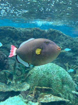 名古屋港水族館に投稿された画像（2025/12/6）