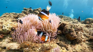 備瀬マリンレジャーに投稿された画像（2025/10/14）