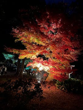国営昭和記念公園 秋の夜散歩に投稿された画像（2025/12/6）