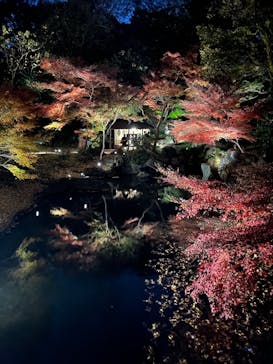 国営昭和記念公園 秋の夜散歩に投稿された画像（2025/12/6）