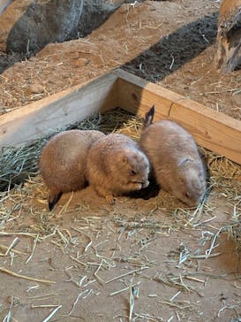 霞ケ浦 どうぶつとみんなのいえに投稿された画像（2025/12/6）