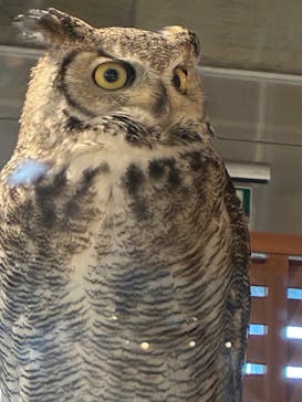 霞ケ浦 どうぶつとみんなのいえに投稿された画像（2025/12/6）