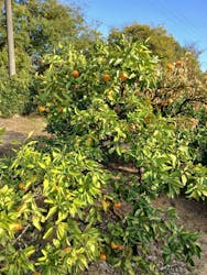 津市観光みかん狩り園に投稿された画像（2025/12/6）