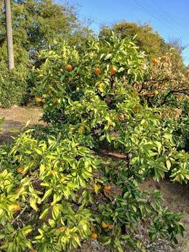 津市観光みかん狩り園に投稿された画像（2025/12/6）