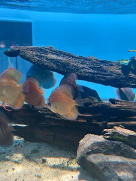 広島もとまち水族館に投稿された画像（2025/12/6）