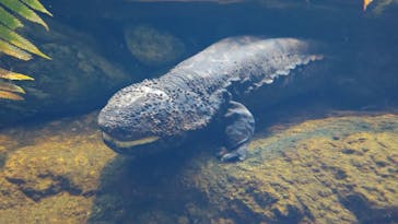 滋賀県立琵琶湖博物館に投稿された画像（2025/12/6）