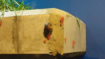 滋賀県立琵琶湖博物館に投稿された画像（2025/12/6）