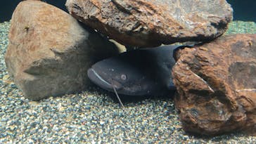 滋賀県立琵琶湖博物館に投稿された画像（2025/12/6）