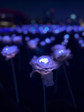 東京メガイルミに投稿された画像（2025/12/6）