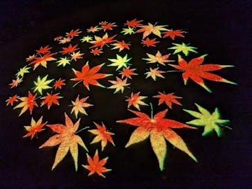 六義園に投稿された画像（2025/12/6）