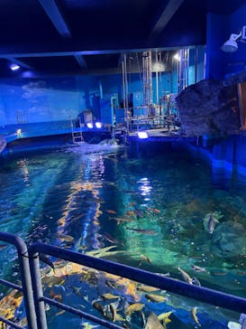 しながわ水族館に投稿された画像（2025/12/6）