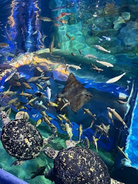 しながわ水族館に投稿された画像（2025/12/6）