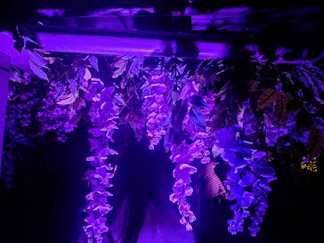 東京メガイルミに投稿された画像（2025/12/6）