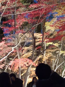 名古屋市東山動植物園に投稿された画像（2025/12/6）