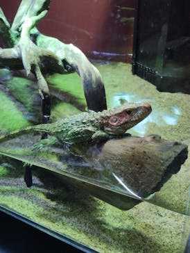 シン・マリホ水族館に投稿された画像（2025/12/6）