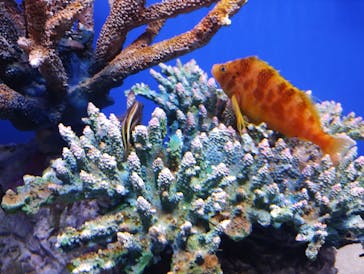 シン・マリホ水族館に投稿された画像（2025/12/6）