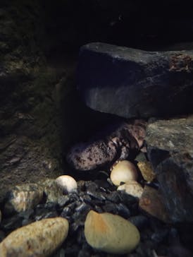 シン・マリホ水族館に投稿された画像（2025/12/6）