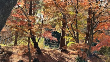 新宿御苑に投稿された画像（2025/12/6）