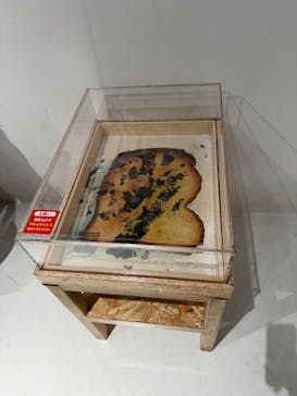 鈴木のりたけ「大ピンチ展！プラス」に投稿された画像（2025/12/6）