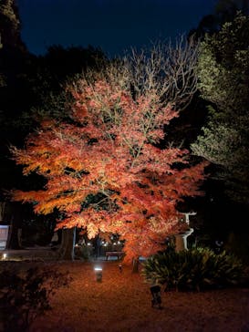 六義園に投稿された画像（2025/12/6）