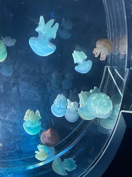 名古屋港水族館に投稿された画像（2025/12/6）