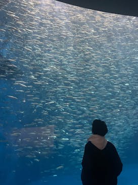名古屋港水族館に投稿された画像（2025/12/6）