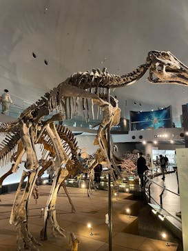 福井県立恐竜博物館に投稿された画像（2025/12/6）