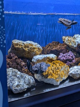 広島もとまち水族館に投稿された画像（2025/12/6）