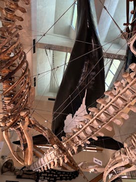 太地町立くじらの博物館に投稿された画像（2025/12/6）