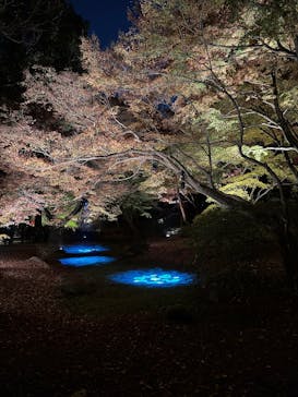 六義園に投稿された画像（2025/12/6）