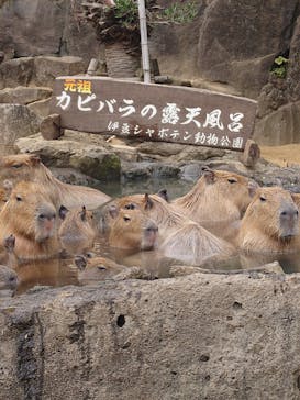 伊豆シャボテン動物公園に投稿された画像（2025/12/6）