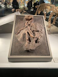 福井県立恐竜博物館に投稿された画像（2025/12/6）