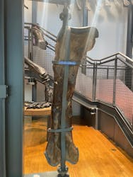 福井県立恐竜博物館に投稿された画像（2025/12/6）