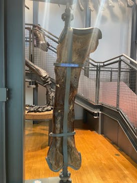 福井県立恐竜博物館に投稿された画像（2025/12/6）