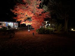 六義園に投稿された画像（2025/12/6）