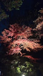 六義園に投稿された画像（2025/12/7）