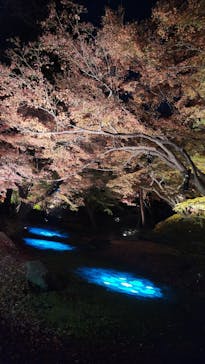 六義園に投稿された画像（2025/12/7）