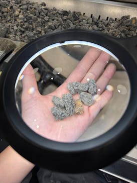 福井県立恐竜博物館に投稿された画像（2025/12/7）