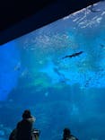 仙台うみの杜水族館に投稿された画像（2025/12/7）