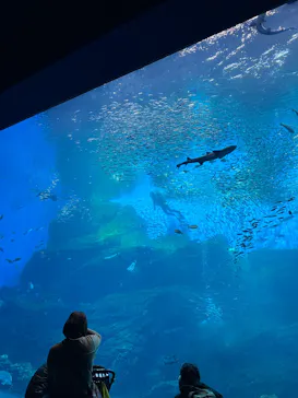 仙台うみの杜水族館に投稿された画像（2025/12/7）
