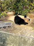 恩賜上野動物園に投稿された画像（2025/12/7）